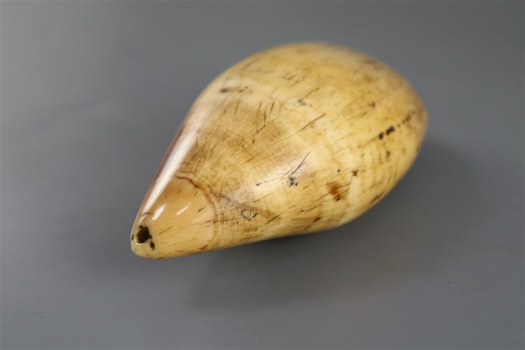 A 19th century South Seas sperm whale tooth tabua, 19th century, 18.5cm long, complete with CITES Cert. No. 594935/01